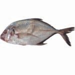 Trevally(তবল)/Kg