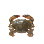 Mud Crab/Kg