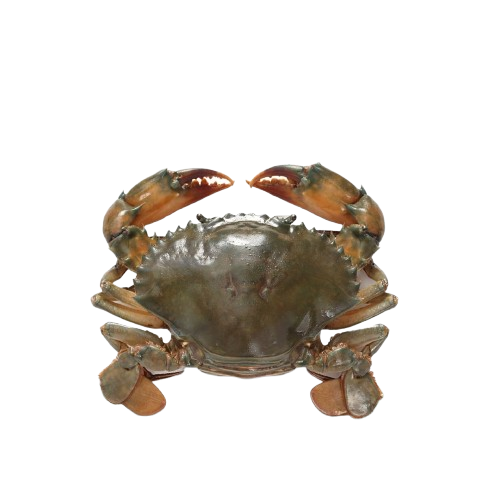 Mud Crab Non-processed/kg