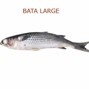 Bata Large(বড় বাটা)