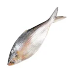 Ilish Medium(ইলিশ মাঝারি)