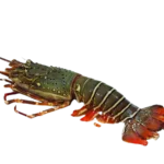 Lobster (লবস্টার)