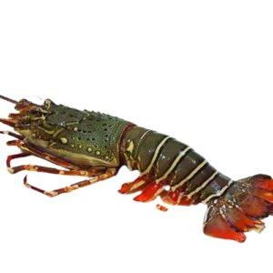 Lobster (লবস্টার)