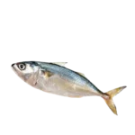 Mackerel(আইলা)