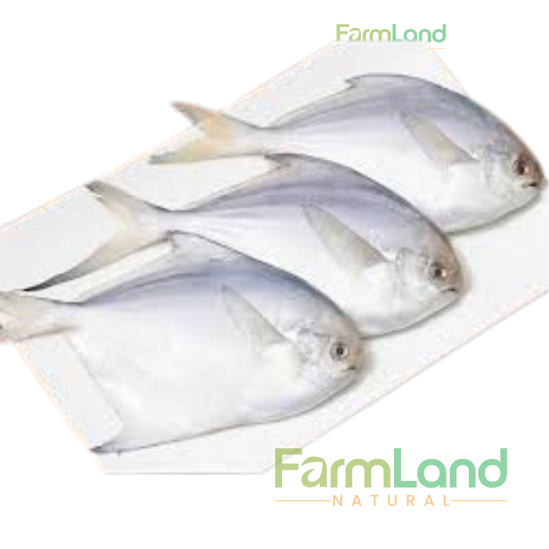 Silver Pomfret Small (রূপচাঁদা ছোট)/kg