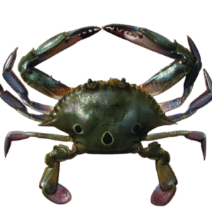 Crab 3 Spot(সামুদ্রিক কাকড়া)/Kg