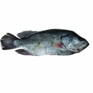 Koi Koral (কই কোরাল)/Kg