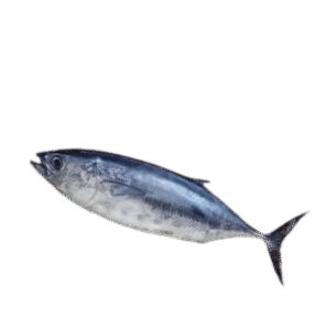 Tuna Large 2-7 Kg Size(টুনা ২-৭ কেজি সাইজ)/KG