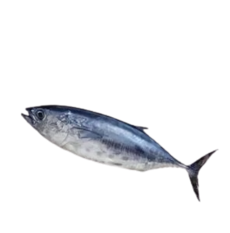 Tuna (টুনা)/Kg